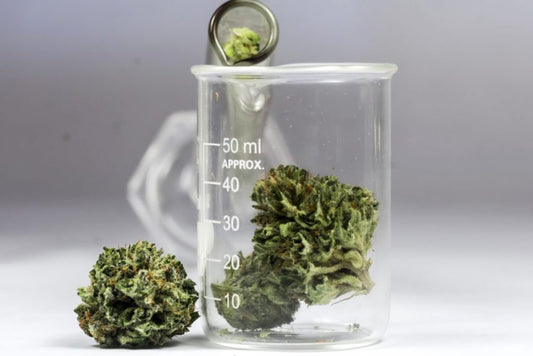 Everything You Need to Know About the Science Behind Cannabinoids