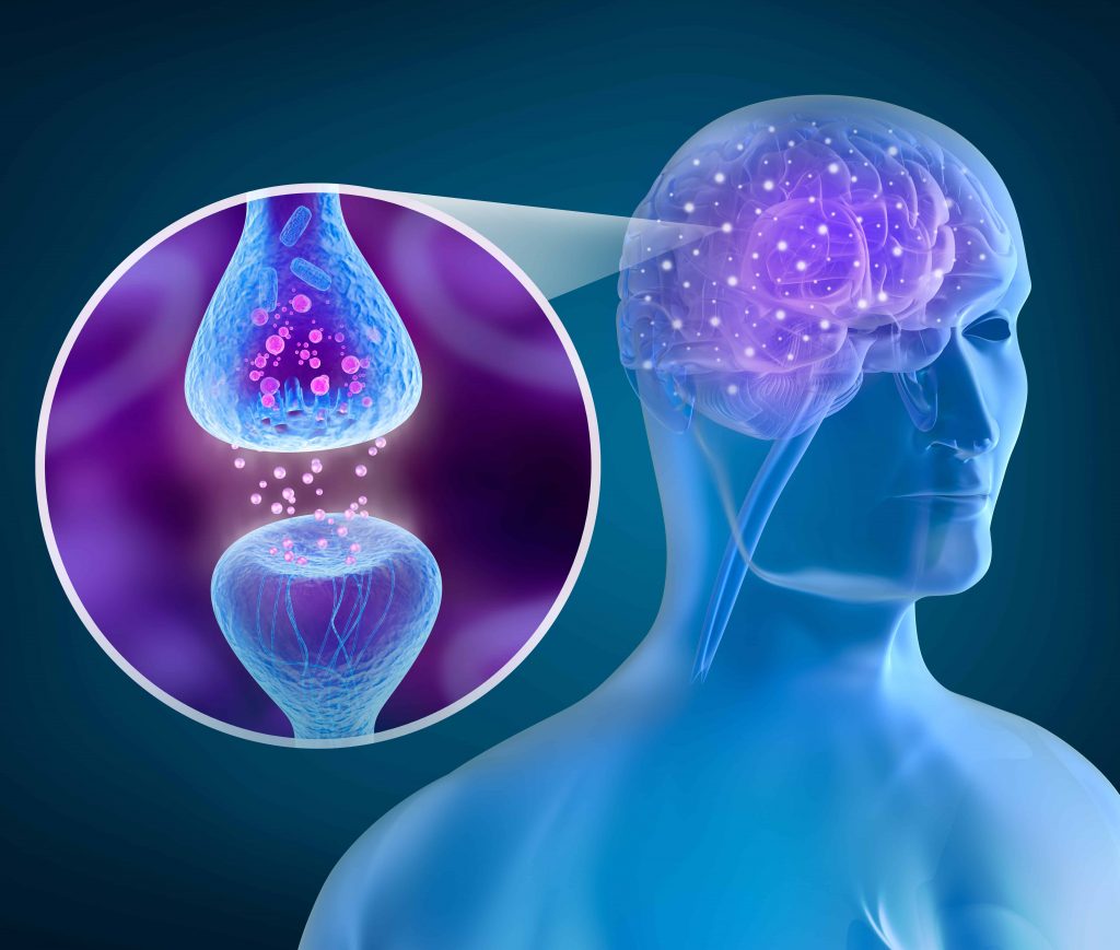 Endocannabinoid System