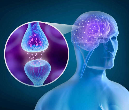 Endocannabinoid System