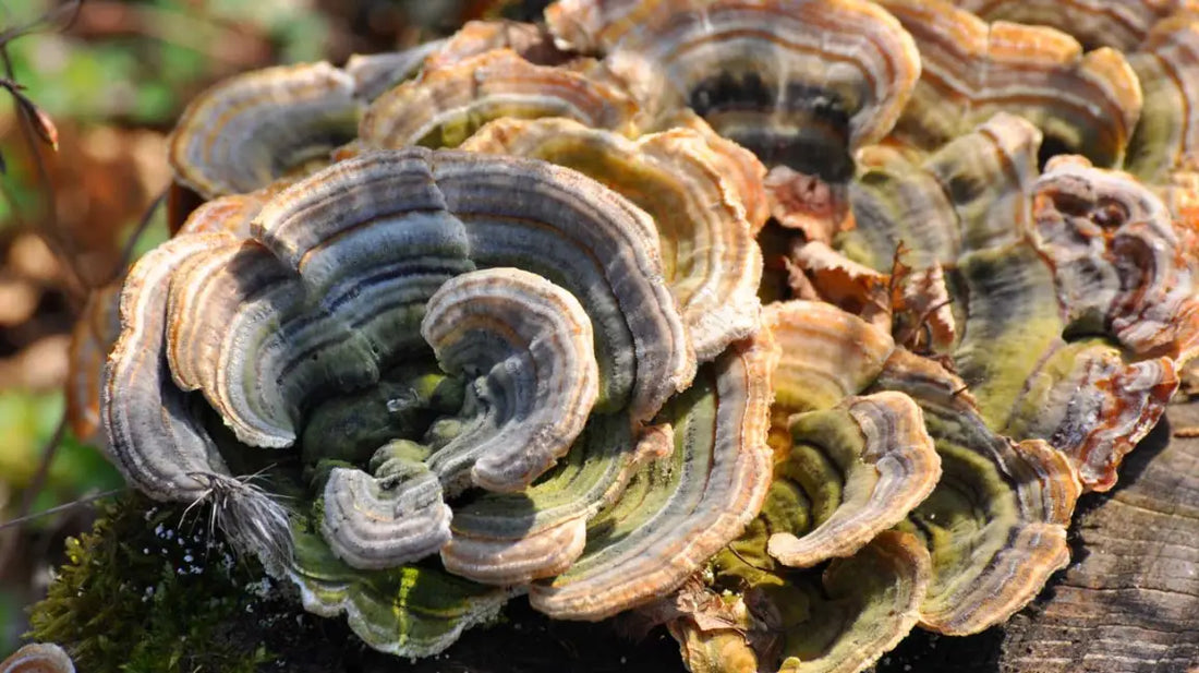 5 Immune-Boosting Benefits of Turkey Tail Mushroom